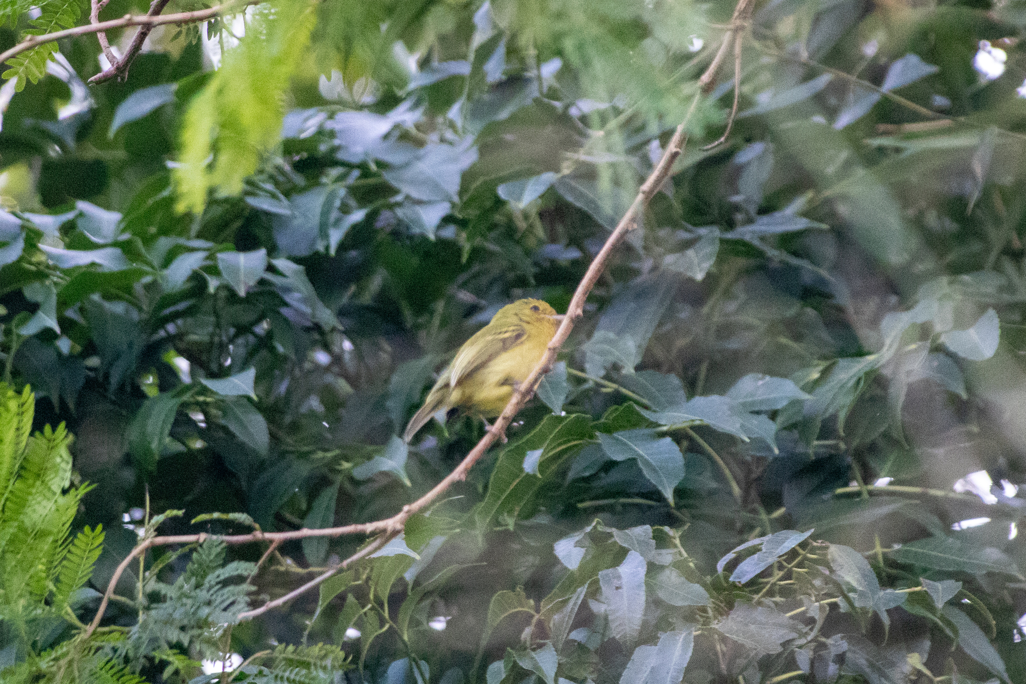 Ochre-lored Flatbill (Tolmomyias flaviventris), photo 5
