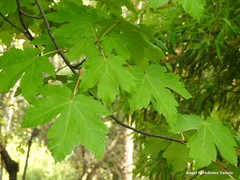 Acer heldreichii