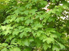 Acer heldreichii