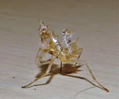 Pseudocreobotra wahlbergi