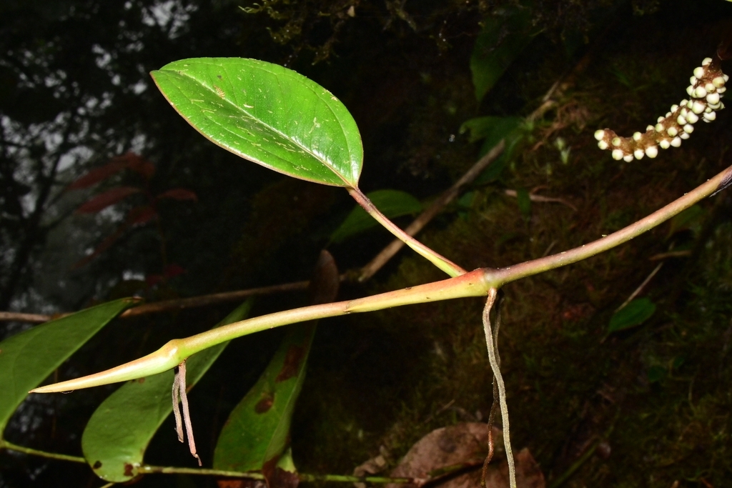 Anthurium tonduzii Engl. 3