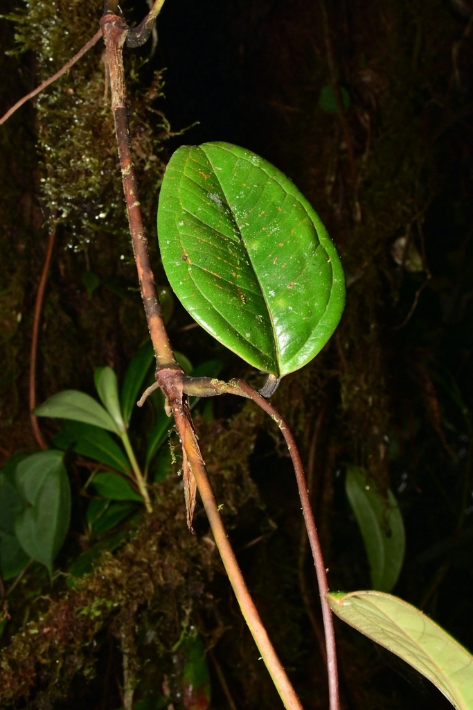 Anthurium tonduzii Engl. 4