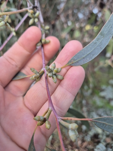 Eucalyptus nortonii, 2026-06-22
