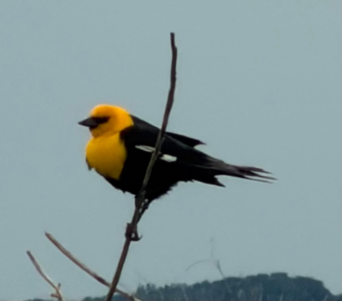 Yellow-headed Blackbird
