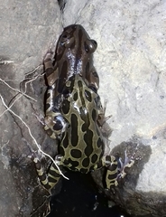 Kassina senegalensis