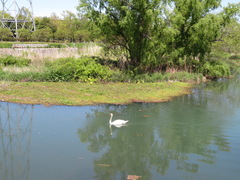 Cygnus olor
