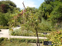 Itea ilicifolia