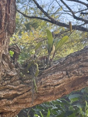Polystachya sandersonii