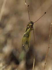 Libelloides longicornis