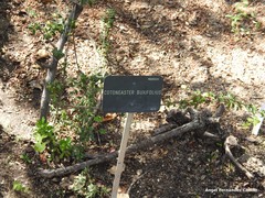 Cotoneaster buxifolius
