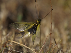 Libelloides longicornis