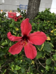 Hibiscus rosa-sinensis