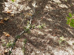 Cotoneaster buxifolius