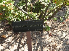 Cotoneaster splendens