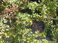 Cotoneaster splendens