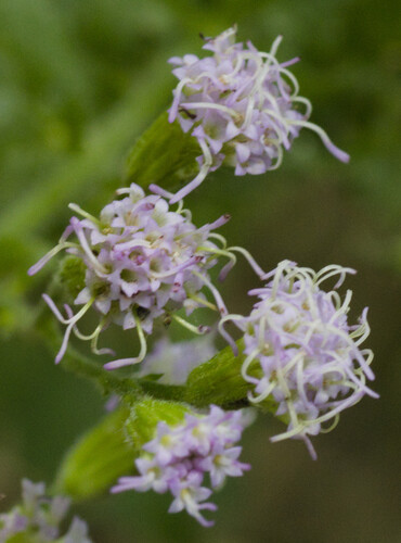 Fleischmannia incarnata, photograph 6