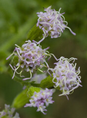 Fleischmannia incarnata, photograph (c) geotrope, some rights reserved (CC BY-SA)