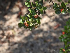 Cotoneaster splendens