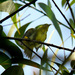 Javan White-Eye - Photo (c) junis_sp, some rights reserved (CC BY-NC-ND)