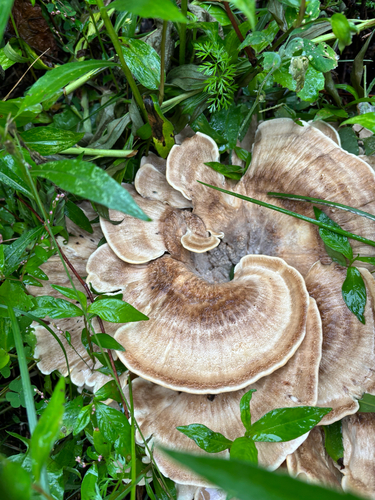 iNaturalist observation photo of Black-staining Polypore