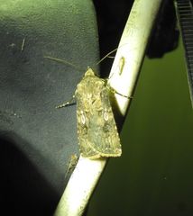Agrotis interjectionis