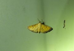 Herpetogramma hipponalis