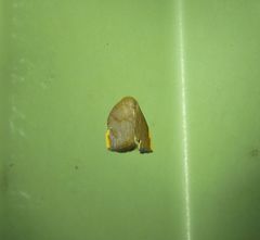 Hemonia micrommata