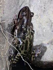 Kassina senegalensis