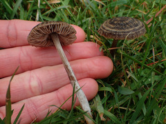 Entoloma perzonatum