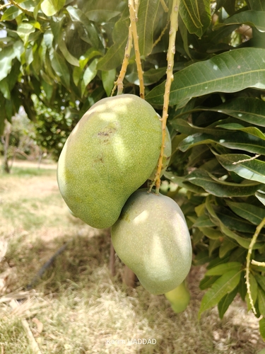 Indian mango