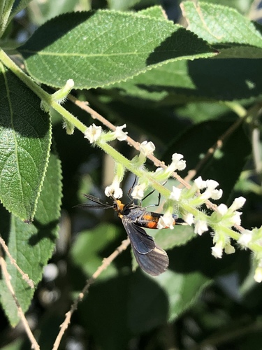 Black-winged Dahana Moth photo 2