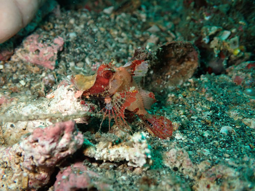 Filament scorpionfish (Hipposcorpaena filamentosus) — Scorpaenidae — 5