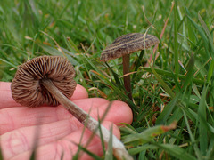 Entoloma perzonatum