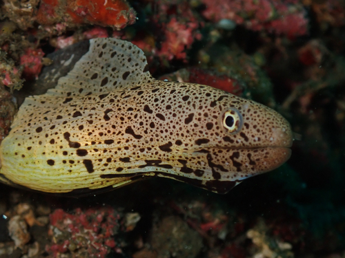 Gebande modder-murene (Gymnothorax chlamydatus) — Muraenidae — 3