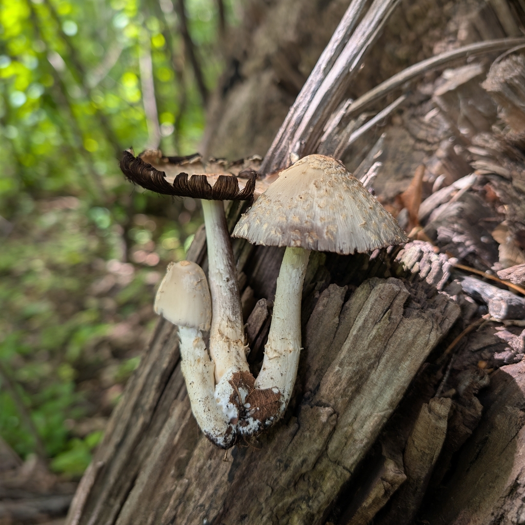 scaly ink cap · June 2026 · photo: Photo: no rights reserved · iNaturalist