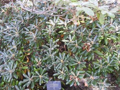 Rhododendron yakushimanum