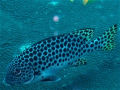 Plectorhinchus macrospilus