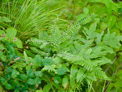 northern maidenhair fern