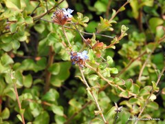 Ceratostigma griffithii