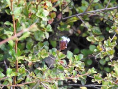 Ceratostigma griffithii