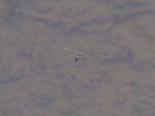 Notonecta triguttata