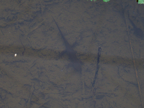 Japanese Fire-bellied Newt