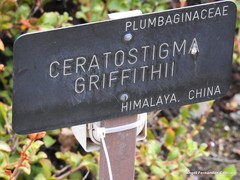 Ceratostigma griffithii