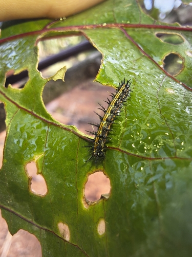 Dione vanillae maculosa