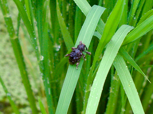 Ectatorhinus adamsii