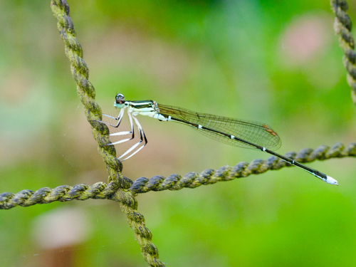 Pseudocopera annulata