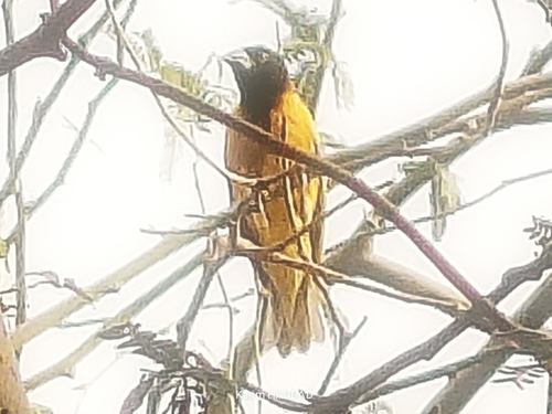 Village Weaver