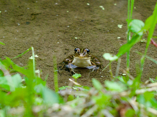 Black-spotted Frog
