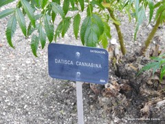 Datisca cannabina