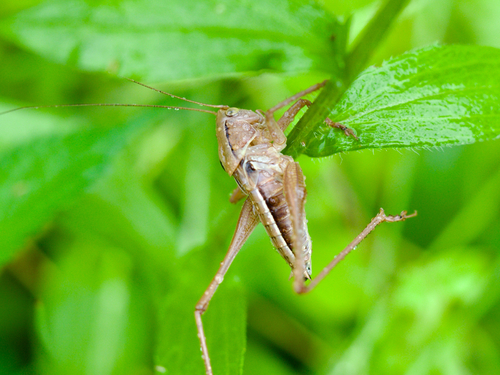 Gampsocleis buergeri